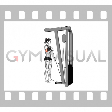 Cable One Arm Curl (female)
