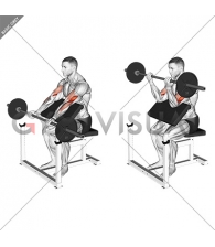 Barbell Preacher Curl