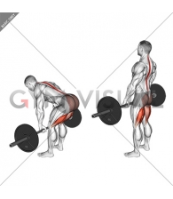 Barbell Straight Leg Deadlift