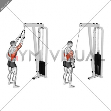 Cable Straight Arm Pulldown (with rope)