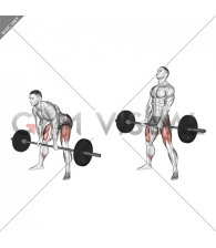 Barbell Sumo Romanian Deadlift