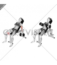 Dumbbell Incline Biceps Curl (female)