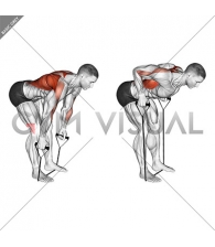 Band Bent Over row (male)