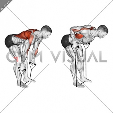 Band Bent Over row (male)