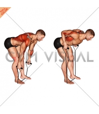 Band Bent Over row (male)