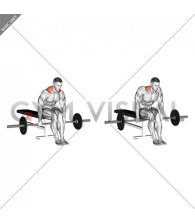 Barbell Seated Shrug