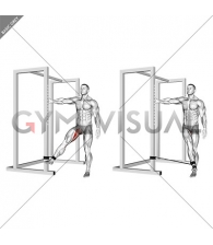 Band Hip Adduction (male)