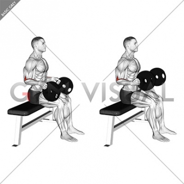 Weighted Seated Neutral Wrist Curl