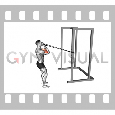 Band Horizontal Biceps Curl (male)