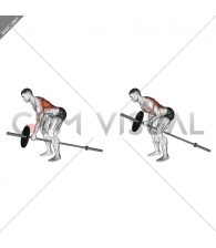 Lever One Arm Bent over Row (plate loaded)