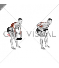 Weighted Plate Bent Over Row