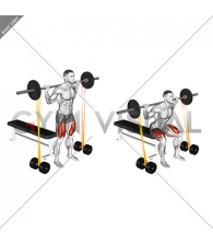 Barbell Banded Bench Squat