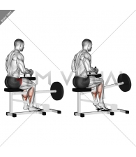 Lever Seated Calf Raise (plate loaded)