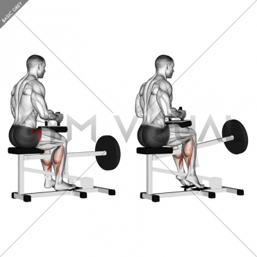 Lever Seated Calf Raise (plate loaded)