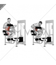 Lever Seated Crunch (chest pad)