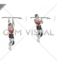 Weighted Chin-Up (male)