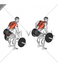 Trap Bar Bent Over Row (male)