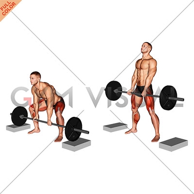 MuscleWiki - Barbell Sumo Deadlift - Glutes