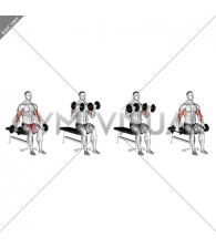 Dumbbell Seated Zottman Curl (male)