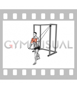 Illustrations and videos about anatomy of exercises - Gym visual