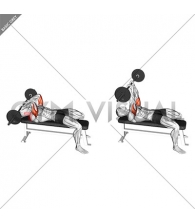 Barbell Lying Triceps Extension Skull Crusher