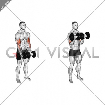 Dumbbell Close Grip Curl