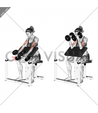 Dumbbell Hammer Preacher Curl (female)