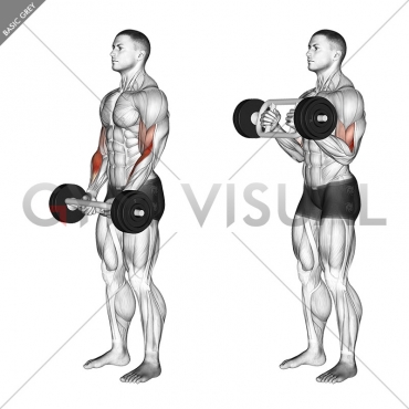 Olympic Barbell Hammer Curl