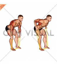 Resistance Band Bent Over Neutral Grip Row