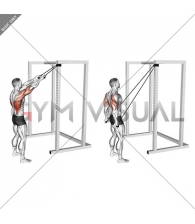 Band Standing Straight Arm Pulldown