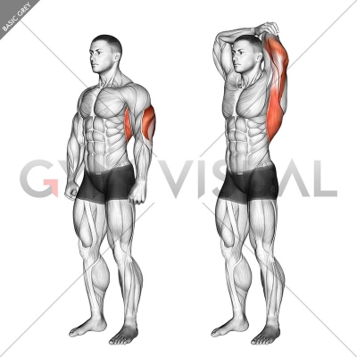 Overhead Triceps Stretch - Gym visual