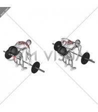 Barbell Rear Delt Row