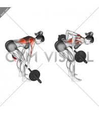 Barbell Reverse Grip Bent Over Row (female)