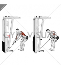 Cable Bent-Over Row with Rope Attachment