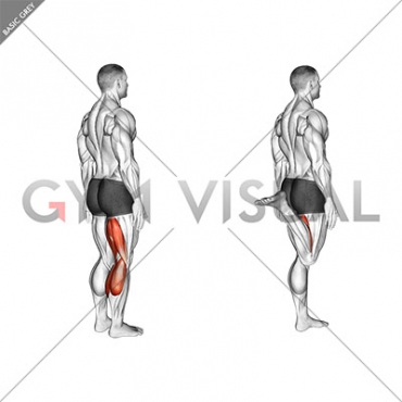 Knee - Flexion - Articulations