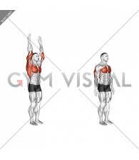 Shoulder - Extension - Articulations