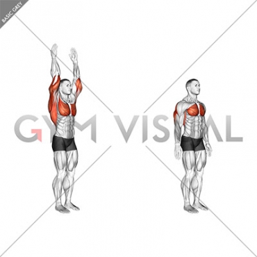 Shoulder - Extension - Articulations