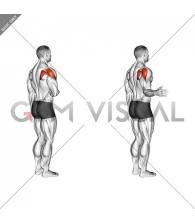 Shoulder - Lateral Rotation (External Rotation) - Articulations