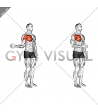 Shoulder - Medial Rotation (Internal Rotation) - Articulations
