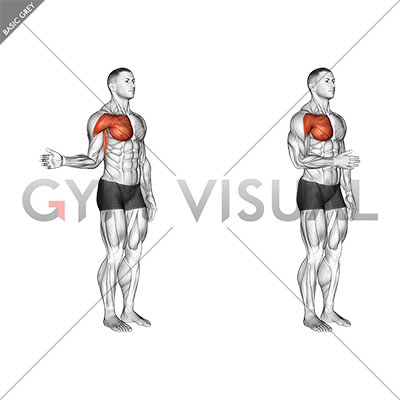 Anatomy 101 - the shoulders — YOGARU