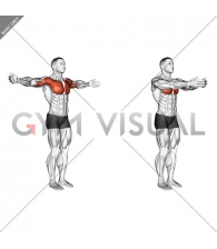 Shoulder - Transverse Flexion - Articulations