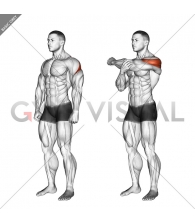 Rear Deltoid Stretch