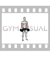 Dumbbell Standing Reverse Curl