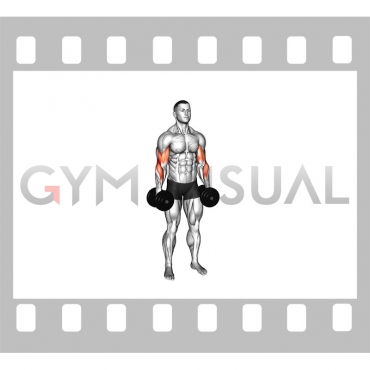 Dumbbell Standing Reverse Curl