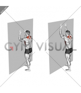 Illustrations and videos about anatomy of exercises - Gym visual