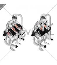 Lever Preacher Curl