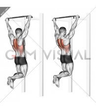 Scapular Pull-Up