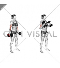 Dumbbell Hammer Curl (female)