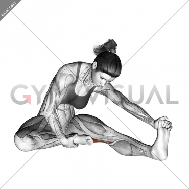 Seated Single Leg Hamstring Stretch