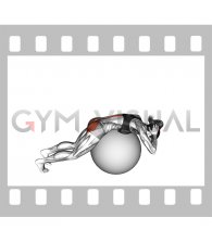 Exercise Ball Back Extension With Hands Behind Head (female)